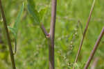 Pale Indian plantain